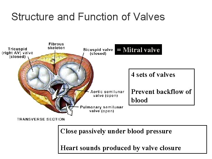 Structure and Function of Valves = Mitral valve 4 sets of valves Prevent backflow