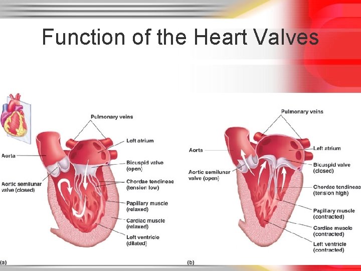 Function of the Heart Valves 