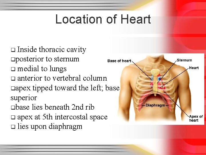 Location of Heart Inside thoracic cavity qposterior to sternum q medial to lungs q
