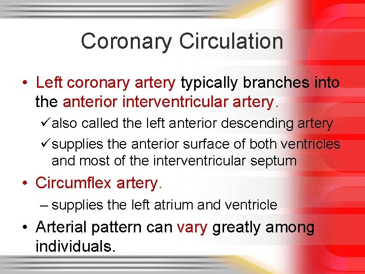Coronary Circulation • Left coronary artery typically branches into the anterior interventricular artery. üalso