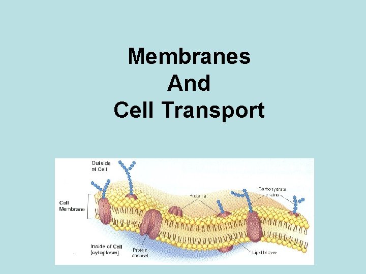 Membranes And Cell Transport 