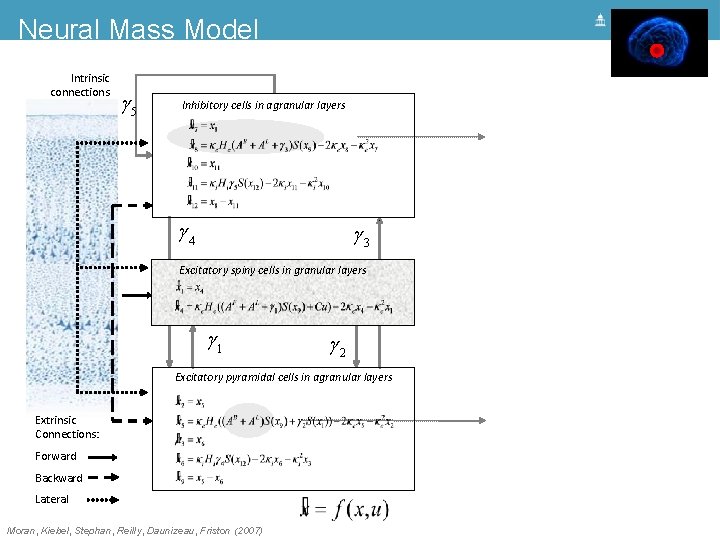 Neural Mass Model Intrinsic connections g 5 Inhibitory cells in agranular layers g 4