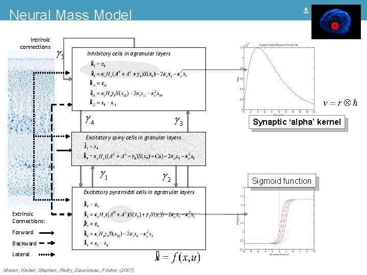 Neural Mass Model Intrinsic connections g 5 Inhibitory cells in agranular layers g 4