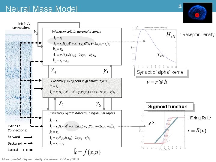 Neural Mass Model Intrinsic connections g 5 Inhibitory cells in agranular layers g 4