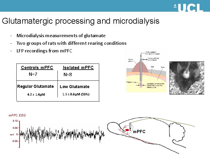 Glutamatergic processing and microdialysis - Microdialysis measurements of glutamate - Two groups of rats