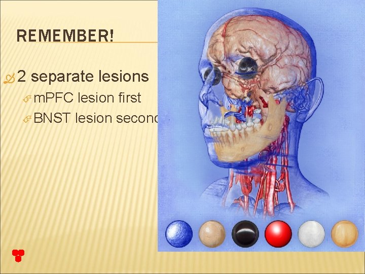 REMEMBER! 2 separate lesions m. PFC lesion first BNST lesion second 