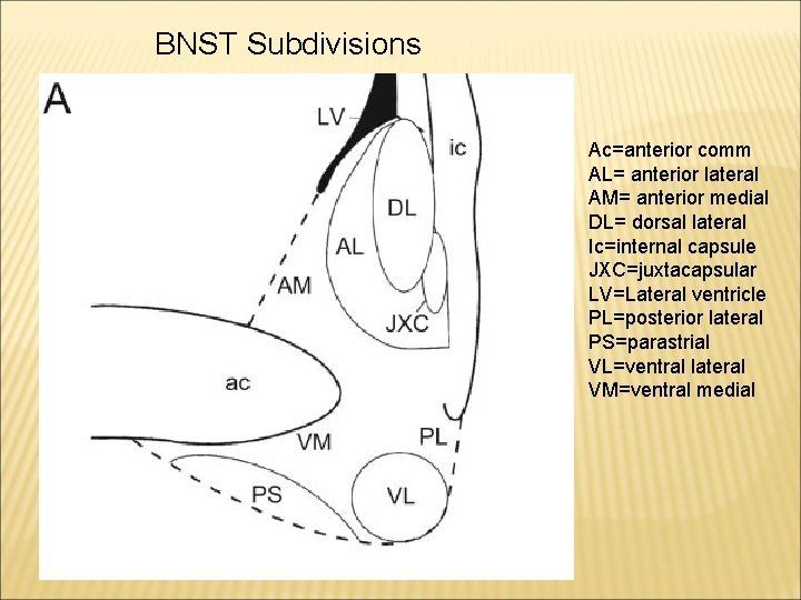 BNST Subdivisions Ac=anterior comm AL= anterior lateral AM= anterior medial DL= dorsal lateral Ic=internal