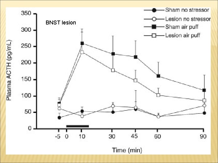 BNST lesion 