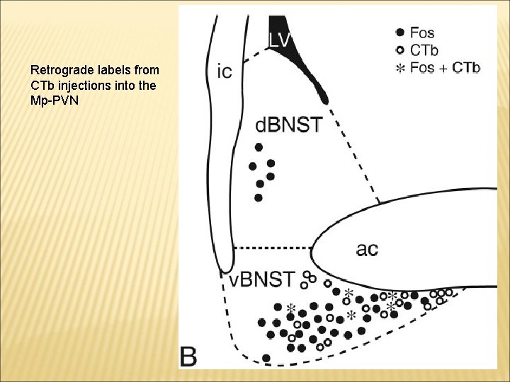 Retrograde labels from CTb injections into the Mp-PVN 