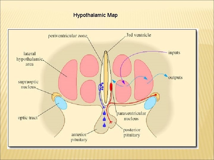 Hypothalamic Map 