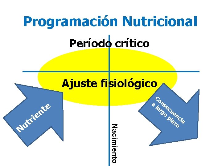 Programación Nutricional Programación Período crítico Ajuste fisiológico a Nacimiento oe l unt a m