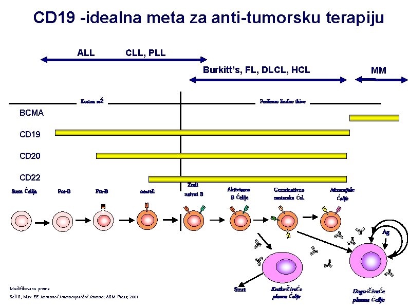 CD 19 -idealna meta za anti-tumorsku terapiju ALL CLL, PLL Burkitt’s, FL, DLCL, HCL