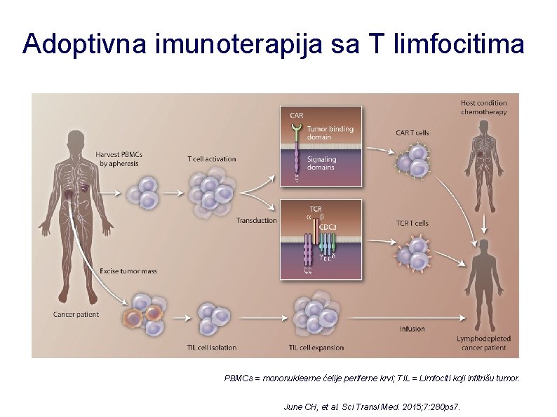 Adoptivna imunoterapija sa T limfocitima PBMCs = mononuklearne ćelije periferne krvi; TIL = Limfociti