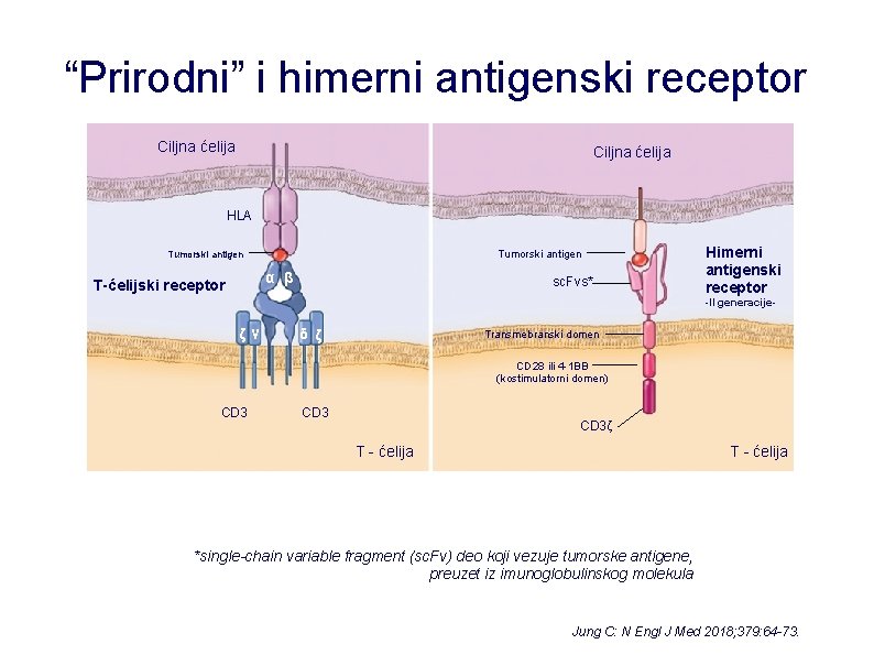 “Prirodni” i himerni antigenski receptor Ciljna ćelija HLA Tumorski antigen α β T-ćelijski receptor