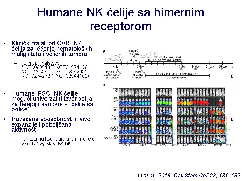 Humane NK ćelije sa himernim receptorom • Klinički trajali od CAR- NK ćelija za