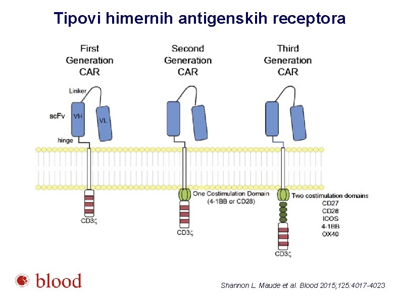 Tipovi himernih antigenskih receptora Shannon L. Maude et al. Blood 2015; 125: 4017 -4023