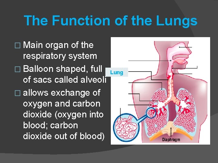 The Function of the Lungs � Main organ of the respiratory system � Balloon