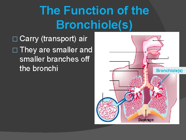 The Function of the Bronchiole(s) � Carry (transport) air � They are smaller and