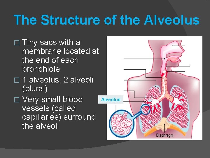 The Structure of the Alveolus Tiny sacs with a membrane located at the end