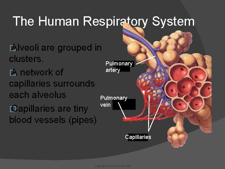 The Human Respiratory System � Alveoli are grouped in clusters. Pulmonary artery � A