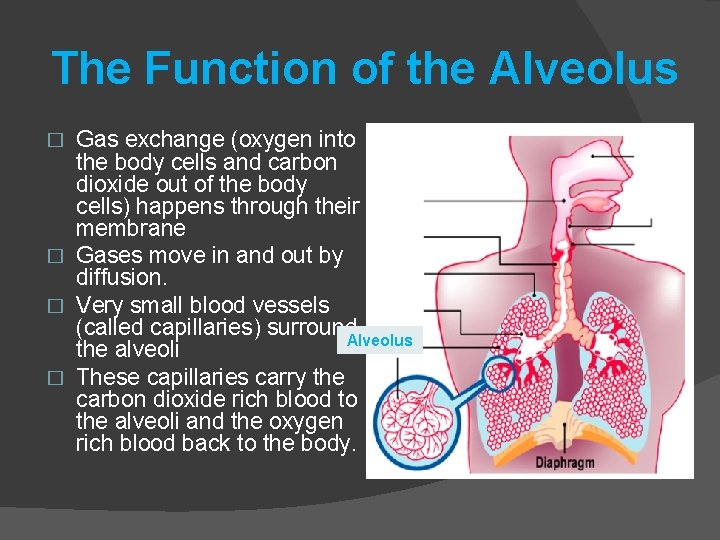 The Function of the Alveolus Gas exchange (oxygen into the body cells and carbon