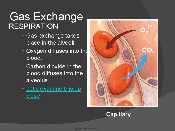 Gas Exchange � RESPIRATION ○ Gas exchange takes place in the alveoli. ○ Oxygen