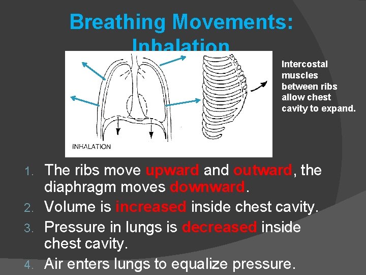 Breathing Movements: Inhalation Intercostal muscles between ribs allow chest cavity to expand. The ribs