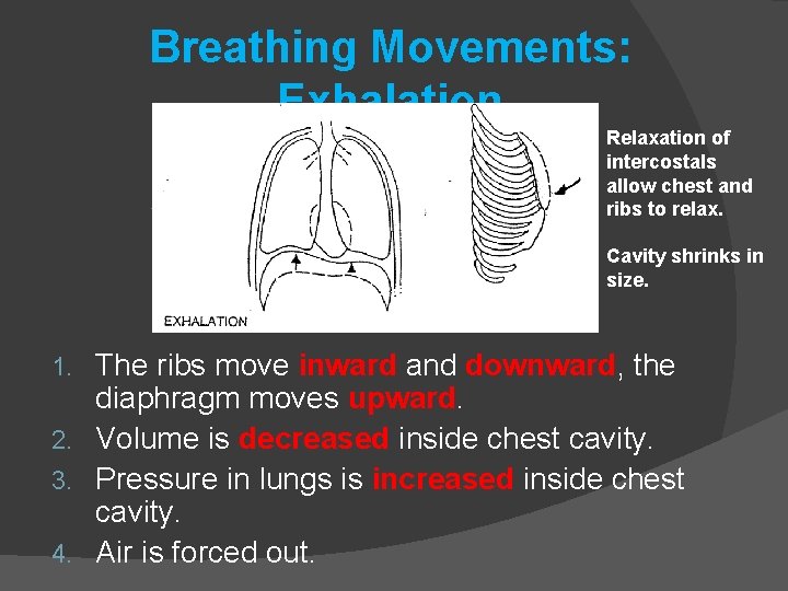 Breathing Movements: Exhalation Relaxation of intercostals allow chest and ribs to relax. Cavity shrinks