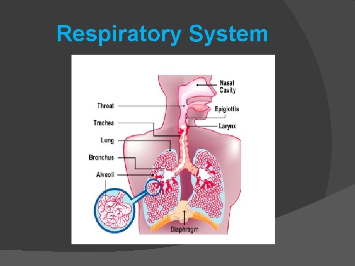 Respiratory System 