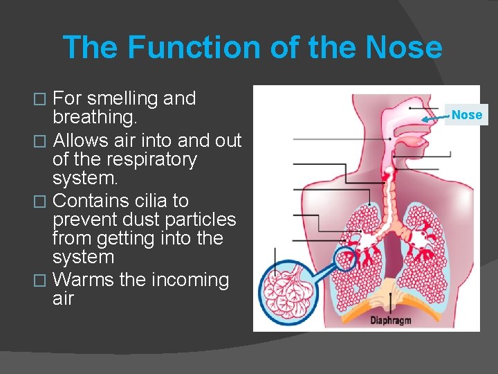 The Function of the Nose For smelling and breathing. � Allows air into and
