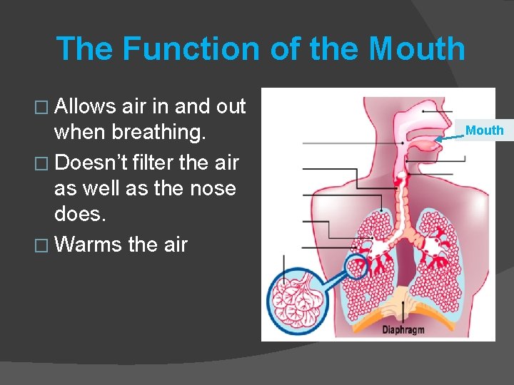The Function of the Mouth � Allows air in and out when breathing. �