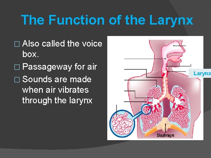 The Function of the Larynx � Also called the voice box. � Passageway for