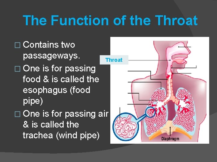 The Function of the Throat � Contains two passageways. Throat � One is for