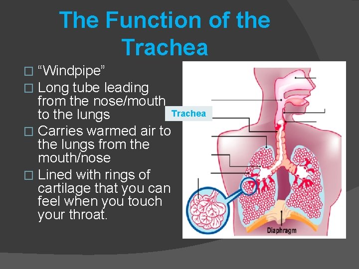 The Function of the Trachea “Windpipe” Long tube leading from the nose/mouth Trachea to