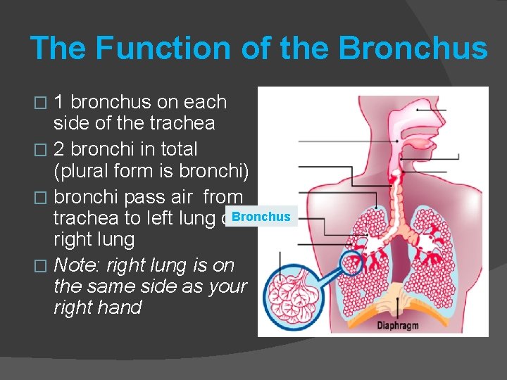 The Function of the Bronchus 1 bronchus on each side of the trachea �