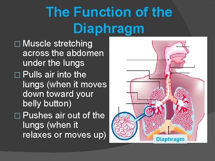 The Function of the Diaphragm � Muscle stretching across the abdomen under the lungs