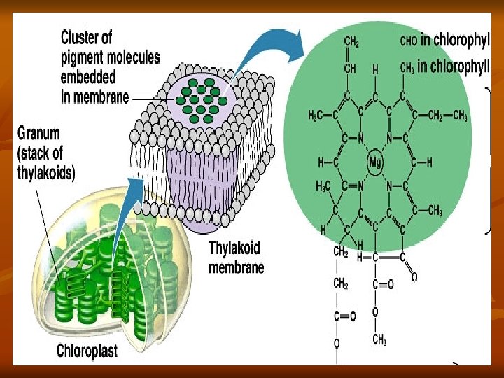 PHOTOSYNTHESIS and RESPIRATION UNIT 5 CHAPTER 5 SECTION