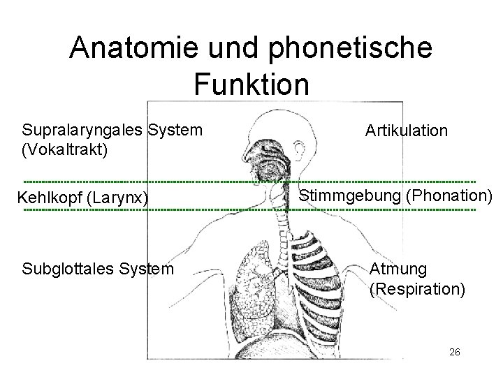 Anatomie und phonetische Funktion Supralaryngales System (Vokaltrakt) Kehlkopf (Larynx) Subglottales System Artikulation Stimmgebung (Phonation)