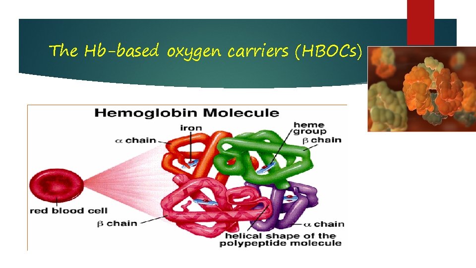 The Hb-based oxygen carriers (HBOCs) 