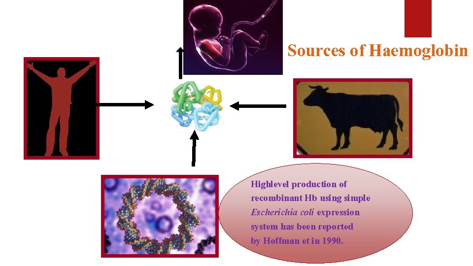 Sources of Haemoglobin Highlevel production of recombinant Hb using simple Escherichia coli expression system