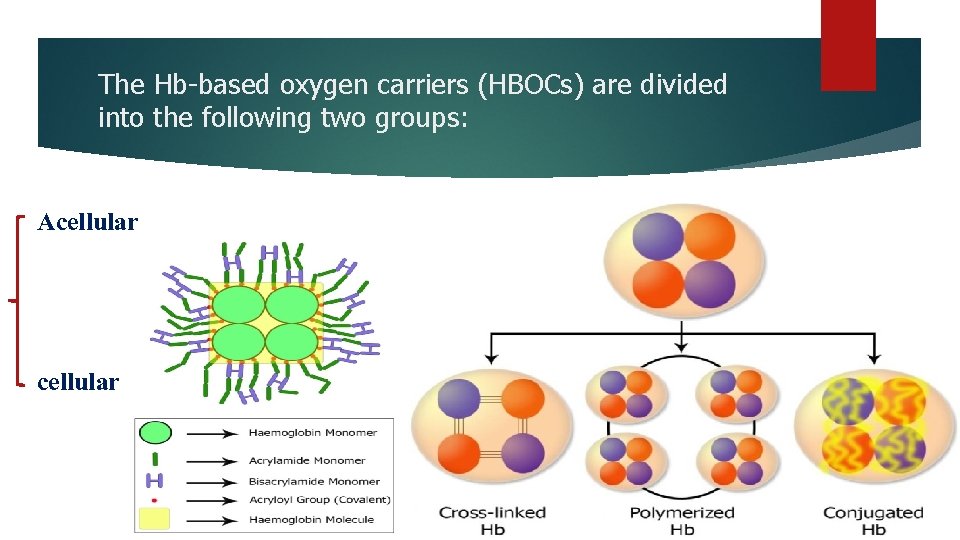 The Hb-based oxygen carriers (HBOCs) are divided into the following two groups: Acellular 