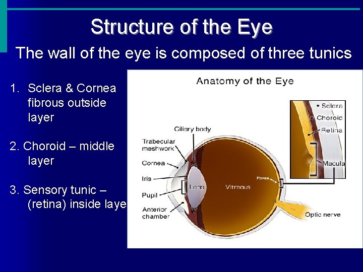 Structure of the Eye The wall of the eye is composed of three tunics