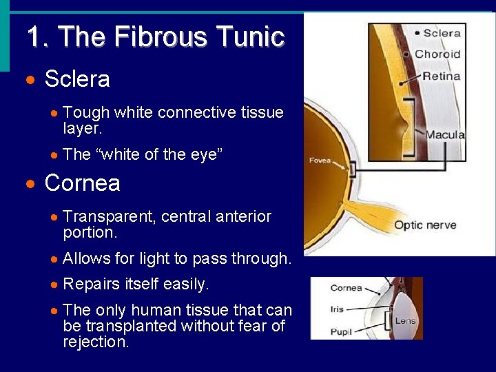 1. The Fibrous Tunic · Sclera · Tough white connective tissue layer. · The