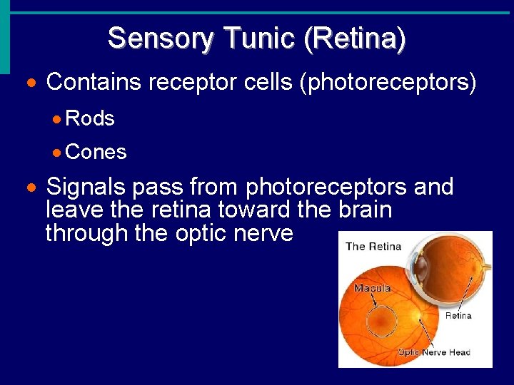 Sensory Tunic (Retina) · Contains receptor cells (photoreceptors) · Rods · Cones · Signals