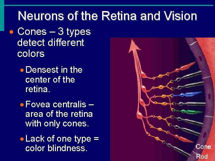 Neurons of the Retina and Vision · Cones – 3 types detect different colors