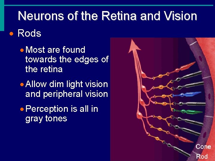 Neurons of the Retina and Vision · Rods · Most are found towards the