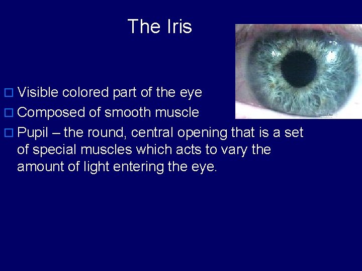 The Iris o Visible colored part of the eye o Composed of smooth muscle
