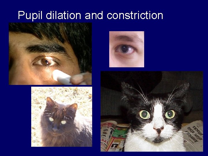 Pupil dilation and constriction 