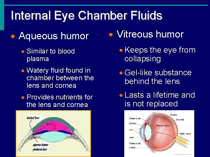 Internal Eye Chamber Fluids · Aqueous humor · Vitreous humor · Similar to blood