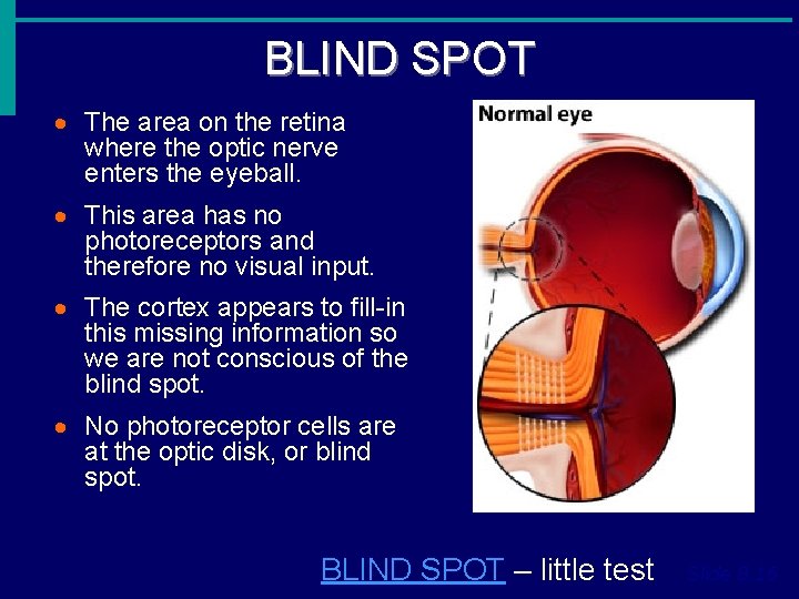 BLIND SPOT · The area on the retina where the optic nerve enters the